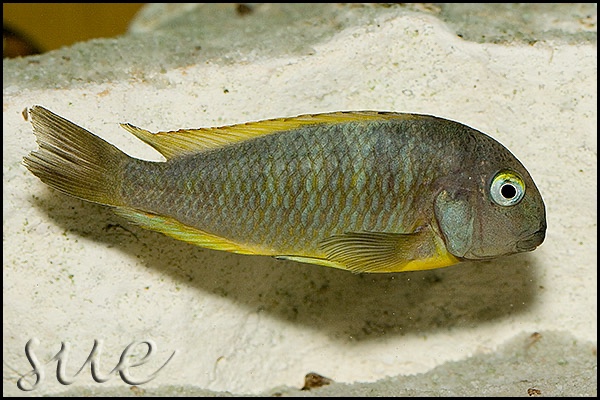 Tropheus brichardi 'Ujiji'
